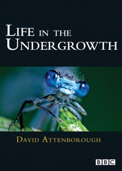 Watch Life in the Undergrowth movies free hd online