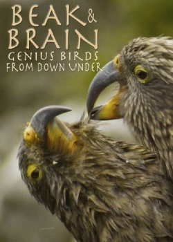 Watch Beak & Brain - Genius Birds from Down Under movies free hd online